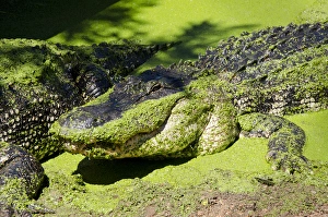 Australia, Western Australia, Broome. Malcolm Douglas Crocodile Park. Large American alligator Australia, Western Australia, Broome. Malcolm Douglas Crocodile Park. Large American alligator