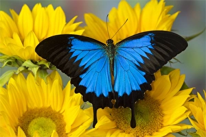 Australian Mountain Blue Swallowtail Butterfly, Papilio ulysses, on sunflower Australian Mountain Blue Swallowtail Butterfly, Papilio ulysses, on sunflower