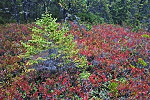 Autumn blueberry foliage in Spruce Fir and Pitch Pine forest, Wonderland Trail Autumn blueberry foliage in Spruce Fir and Pitch Pine forest, Wonderland Trail