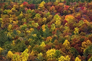 Autumn foliage pattern on slope of southern Appalachian Mountains Autumn foliage pattern on slope of southern Appalachian Mountains