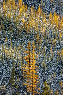Autumn larch trees with pine forest full of recent snow in Glacier National Park, Montana Autumn larch trees with pine forest full of recent snow in Glacier National Park, Montana