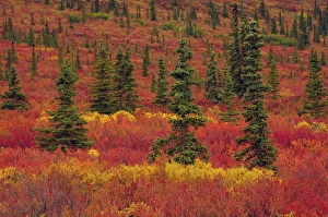 Autumnon the Taiga; Denali National Park; Alaska; USA Autumnon the Taiga; Denali National Park; Alaska; USA