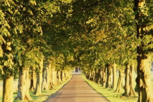 Avenue of trees, Gloucestershire, England, UK Avenue of trees, Gloucestershire, England, UK