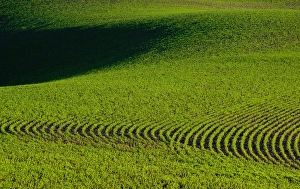 Aview of a farm field in the Palouse east of St John Washington State Aview of a farm field in the Palouse east of St John Washington State