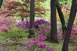 Azaleas and Japanese Maples at Azalea Path Arboretum & Botanical Gardens, Hazleton, IN Azaleas and Japanese Maples at Azalea Path Arboretum & Botanical Gardens, Hazleton, IN