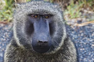 Baboon in Abijatta-Shalla Lakes National Park, Ethiopia Baboon in Abijatta-Shalla Lakes National Park, Ethiopia