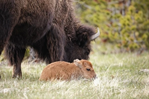 Baby Bison, Yellowstone National Park, Wyoming Baby Bison, Yellowstone National Park, Wyoming