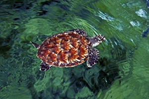 Baby Hawksbill turtle (Eretmochelys imbricata). Nadi, Fiji Baby Hawksbill turtle (Eretmochelys imbricata). Nadi, Fiji