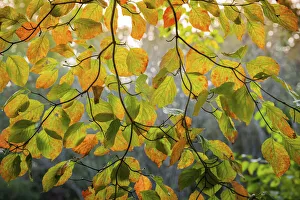 Backlit branch with golden leaves, Peaks Of Otter, Blue Ridge Parkway, Smoky Mountains, USA Backlit branch with golden leaves, Peaks Of Otter, Blue Ridge Parkway, Smoky Mountains, USA