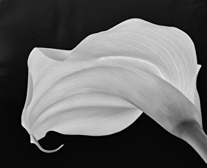 Abstract Floral Art Prints: Backlit Calla Lily