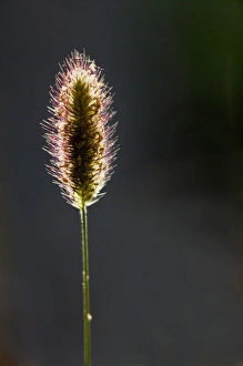 Backlighting In Nature Photos Prints: Backlit grass