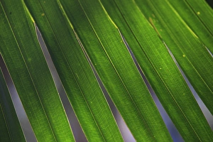 Backlit leaves of a palm tree form patterns at the Freshwater Lake section of Centenary Backlit leaves of a palm tree form patterns at the Freshwater Lake section of Centenary