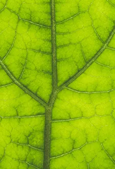 Backlit Rainforest Broad Leaf, Tari, Papua New Guinea Backlit Rainforest Broad Leaf, Tari, Papua New Guinea