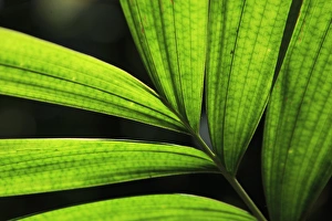 Backlit rainforest plants create abstract patterns in the Cairns Botanic Gardens Backlit rainforest plants create abstract patterns in the Cairns Botanic Gardens