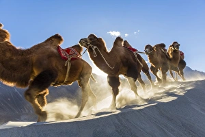 Bactrian or double humped camels (Camelus bactrianus), Nubra Valley, Ladakh, India Bactrian or double humped camels (Camelus bactrianus), Nubra Valley, Ladakh, India