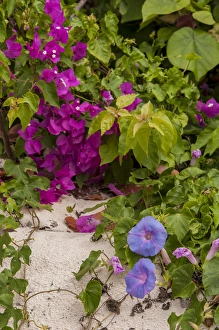 Bahamas, Eleuthera, Princess Cays, Morning Glory and Bouganvillea Bahamas, Eleuthera, Princess Cays, Morning Glory and Bouganvillea