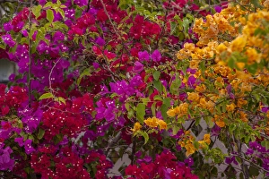 Bahamas, Eleuthera, Princess Cays, Bougainvillea Bahamas, Eleuthera, Princess Cays, Bougainvillea
