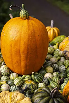 Bainbridge Island, Washington State, USA. Pumpkins Bainbridge Island, Washington State, USA. Pumpkins