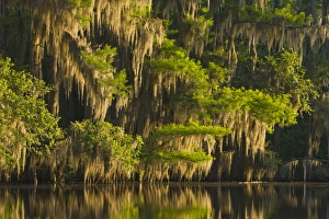 Bald cypress (Taxodium distichum) and Spanish moss in black water on Caddo Lake, Texas Bald cypress (Taxodium distichum) and Spanish moss in black water on Caddo Lake, Texas