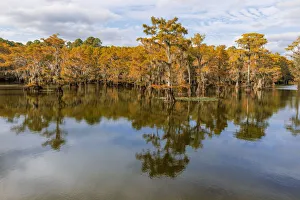 Bald Cypress tree draped in Spanish moss with fall colors. Caddo Lake State Park, Uncertain, Texas Bald Cypress tree draped in Spanish moss with fall colors. Caddo Lake State Park, Uncertain, Texas