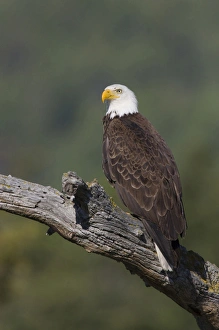 American Raptor Photography Prints: Bald Eagle