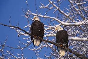 Bald Eagle, Alaska, Chilkat Bald Eagle Preserve, Winter on the Chilkat River Bald Eagle, Alaska, Chilkat Bald Eagle Preserve, Winter on the Chilkat River