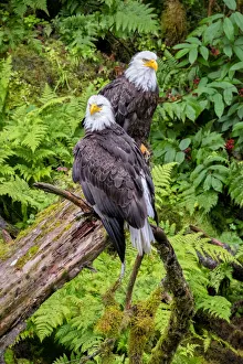 Bald Eagle, Anan Creek, Wrangell, Alaska, USA Bald Eagle, Anan Creek, Wrangell, Alaska, USA