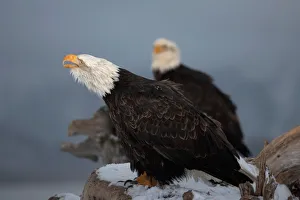 Bald Eagle Calling Haliaeetus leucocephalus Homer Alaaska, 2006 Bald Eagle Calling Haliaeetus leucocephalus Homer Alaaska, 2006