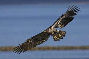 Ken Archer Wildlife Photos Prints: Bald Eagle in Flight, immature