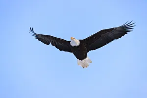 Bald Eagle flying in the sky, Haines, Alaska, USA Bald Eagle flying in the sky, Haines, Alaska, USA