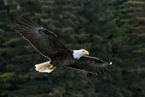 Bald Eagle, Glacier Bay National Park and Preserve, Alaska, USA Bald Eagle, Glacier Bay National Park and Preserve, Alaska, USA