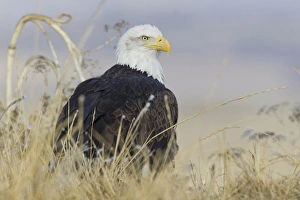 American Bald Eagle Pictures Prints: Bald Eagle on the ground