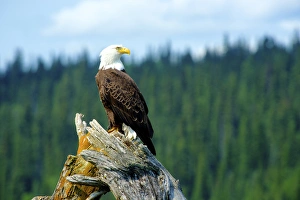 A bald eagle (Haliaeetus leucocephalus perching on a dead tree scans the marsh of A bald eagle (Haliaeetus leucocephalus perching on a dead tree scans the marsh of