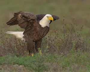 Bald eagle landing on ground to look for materials for his nest, Haliaeetus leucocephalus, Ft Bald eagle landing on ground to look for materials for his nest, Haliaeetus leucocephalus, Ft