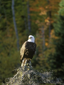 Bald Eagle Photography Prints: Bald Eagle in UP Michigan