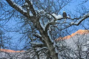 Bald Eagle perched on a tree covered with snow, snow mountain in the distance, Haines Bald Eagle perched on a tree covered with snow, snow mountain in the distance, Haines