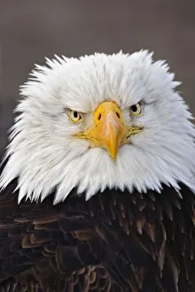 Bird Of Prey Portraits Prints: Bald Eagle Portrait, Bald Eagle in flight, Homer, Alaska, Haliaetus leucocephalus