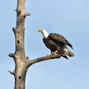 Bald Eagle Images Prints: A Bald Eagle prepares to leap into flight