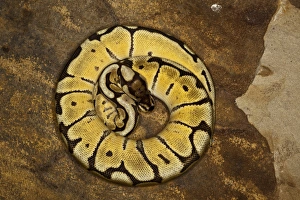 Ball Python Morph Print - Python regius