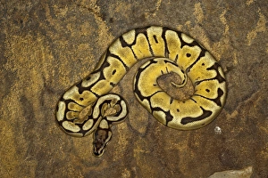 Ball Python Morph Print - Python regius