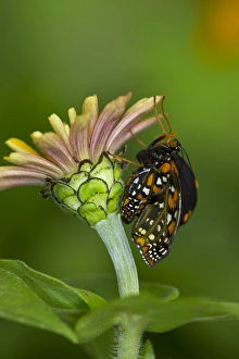 Baltimore Checkered Spot Butterfly hatching out and expanding its wings Baltimore Checkered Spot Butterfly hatching out and expanding its wings