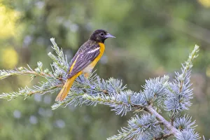 Baltimore oriole female in blue atlas cedar, Marion County, Illinois Baltimore oriole female in blue atlas cedar, Marion County, Illinois