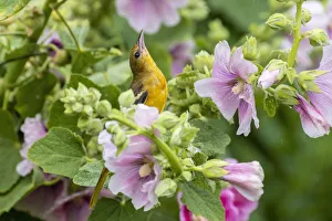 Baltimore oriole female on hollyhock in rain, Marion County, Illinois Baltimore oriole female on hollyhock in rain, Marion County, Illinois