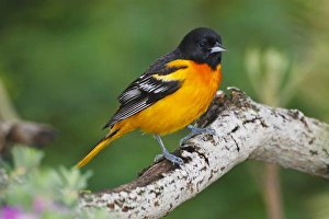 Baltimore Oriole foraging during migration on South Padre Island, Texas Baltimore Oriole foraging during migration on South Padre Island, Texas