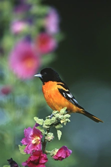 Baltimore Oriole (Icterus galbula) male on Hollyhock (Alcea rosea), Marion Co. IL Baltimore Oriole (Icterus galbula) male on Hollyhock (Alcea rosea), Marion Co. IL