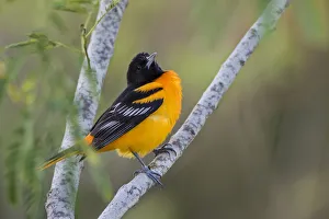 Baltimore Oriole (Icterus galbula) adult perched Baltimore Oriole (Icterus galbula) adult perched