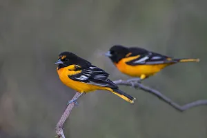 Baltimore Oriole (Icterus galbula) adults perched Baltimore Oriole (Icterus galbula) adults perched
