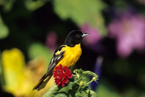 Baltimore Oriole (Icterus galbula) male on Lantana, Marion Co. IL Baltimore Oriole (Icterus galbula) male on Lantana, Marion Co. IL