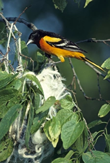 Baltimore Oriole (Icterus galbula) male at nest, IL Baltimore Oriole (Icterus galbula) male at nest, IL