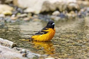Baltimore oriole male bathing, Marion County, Illinois Baltimore oriole male bathing, Marion County, Illinois